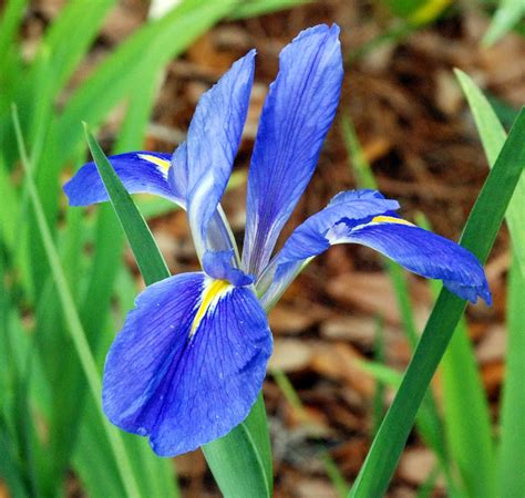 Louisiana iris - Incredibly vigorous, award-winning Iris ‘Black Gamecock’ (Louisiana Iris) is quite striking with its huge, velvety deep purple flowers, 4-6 in. across (10-15 cm), adorned with …